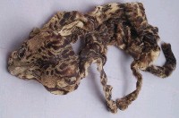 印尼雲豹藏品圖，第3張